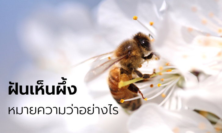 winbetvn.asia -ทำนายฝัน ฝันเห็นผึ้ง ฝันว่าถูกผึ้งต่อย หมายความว่าอย่างไร